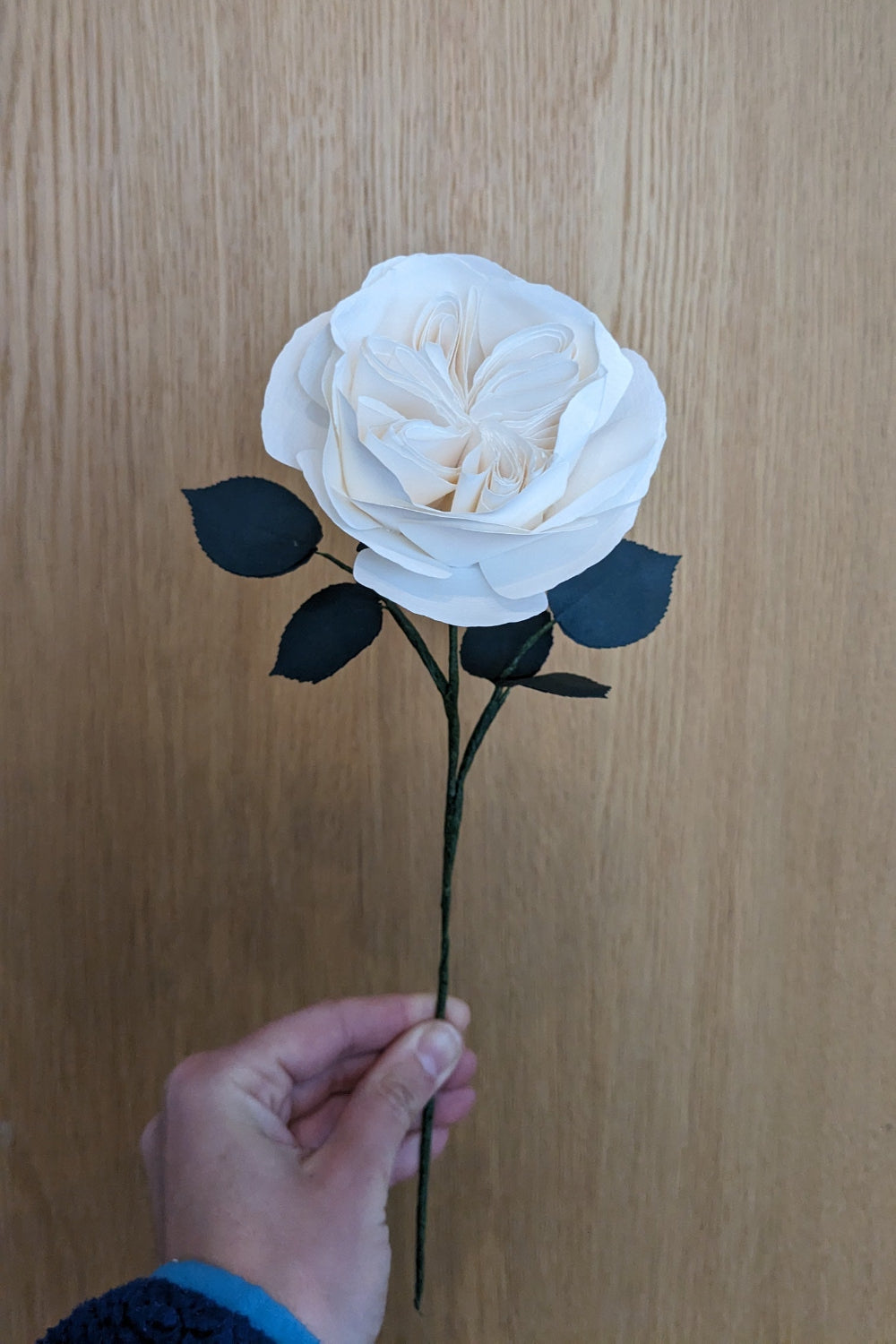 Rosa Inglese